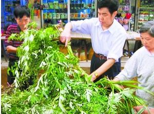 點擊將在新窗口查看全圖 艾葉養生妙法知多少